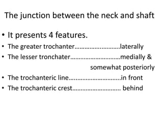 The junction between the neck and shaft
• It presents 4 features.
• The greater trochanter……………..……….laterally
• The lesser tronchater…………………………medially &
somewhat posteriorly
• The trochanteric line…..……………………..in front
• The trochanteric crest……………………….. behind
 
