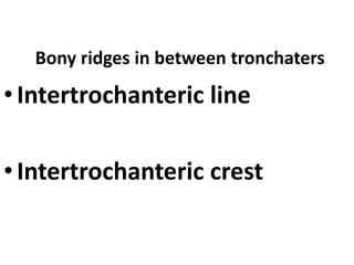Bony ridges in between tronchaters
•Intertrochanteric line
•Intertrochanteric crest
 