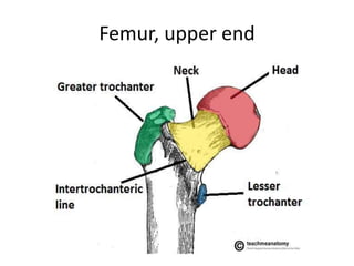 Femur, upper end
 