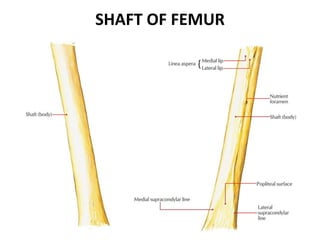 SHAFT OF FEMUR
 