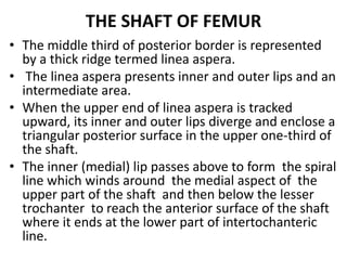 THE SHAFT OF FEMUR
• The middle third of posterior border is represented
by a thick ridge termed linea aspera.
• The linea aspera presents inner and outer lips and an
intermediate area.
• When the upper end of linea aspera is tracked
upward, its inner and outer lips diverge and enclose a
triangular posterior surface in the upper one-third of
the shaft.
• The inner (medial) lip passes above to form the spiral
line which winds around the medial aspect of the
upper part of the shaft and then below the lesser
trochanter to reach the anterior surface of the shaft
where it ends at the lower part of intertochanteric
line.
 