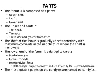 PARTS
• The femur is is composed of 3 parts:
– Upper end,
– Shaft .
– Lower end.
• The upper end contains:
– The head,
– The neck .
– The lesser and greater trochanter.
• The shaft of the femur is gradually convex anteriorly with
maximum convexity in the middle third where the shaft is
narrowest.
• The lower end of the femur is enlarged to create
– Medial condyle.
– Lateral condyle.
– Intercondylar fossa
• Both condyles project backwards and are divided by the intercondylar fossa.
• The most notable points on the condyles are named epicondyles.
 