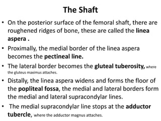 The Shaft
• On the posterior surface of the femoral shaft, there are
roughened ridges of bone, these are called the linea
aspera .
• Proximally, the medial border of the linea aspera
becomes the pectineal line.
• The lateral border becomes the gluteal tuberosity,where
the gluteus maximus attaches.
• Distally, the linea aspera widens and forms the floor of
the popliteal fossa, the medial and lateral borders form
the medial and lateral supracondylar lines.
• The medial supracondylar line stops at the adductor
tubercle, where the adductor magnus attaches.
 
