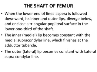THE SHAFT OF FEMUR
• When the lower end of linea aspera is followed
downward, its inner and outer lips, diverge below,
and enclose a triangular popliteal surface in the
lower one-third of the shaft.
• The inner (medial) lip becomes constant with the
medial supracondylar line, which finishes at the
adductor tubercle.
• The outer (lateral) lip becomes constant with Lateral
supra condylar line.
 