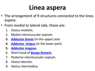 Linea aspera
• The arrangement of 9 structures connected to the linea
aspera:
• From medial to lateral side, these are:
1. Vastus medialis.
2. Medial intermuscular septum.
3. Adductor brevis (in the upper) and
4. Adductor longus (in the lower part).
5. Adductor magnus.
6. Short head of biceps femoris.
7. Posterior intermuscular septum.
8. Vastus lateralis.
9. Vastus intermedius.
 