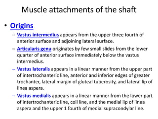 Muscle attachments of the shaft
• Origins
– Vastus intermedius appears from the upper three fourth of
anterior surface and adjoining lateral surface.
– Articularis genu originates by few small slides from the lower
quarter of anterior surface immediately below the vastus
intermedius.
– Vastus lateralis appears in a linear manner from the upper part
of intertrochanteric line, anterior and inferior edges of greater
trochanter, lateral margin of gluteal tuberosity, and lateral lip of
linea aspera.
– Vastus medialis appears in a linear manner from the lower part
of intertrochanteric line, coil line, and the medial lip of linea
aspera and the upper 1 fourth of medial supracondylar line.
 