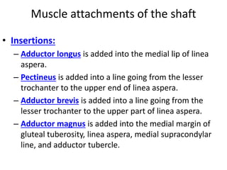 Muscle attachments of the shaft
• Insertions:
– Adductor longus is added into the medial lip of linea
aspera.
– Pectineus is added into a line going from the lesser
trochanter to the upper end of linea aspera.
– Adductor brevis is added into a line going from the
lesser trochanter to the upper part of linea aspera.
– Adductor magnus is added into the medial margin of
gluteal tuberosity, linea aspera, medial supracondylar
line, and adductor tubercle.
 
