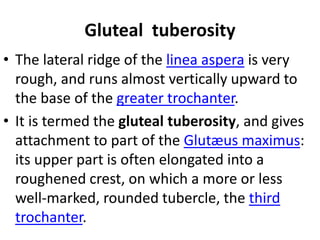 Gluteal tuberosity
• The lateral ridge of the linea aspera is very
rough, and runs almost vertically upward to
the base of the greater trochanter.
• It is termed the gluteal tuberosity, and gives
attachment to part of the Glutæus maximus:
its upper part is often elongated into a
roughened crest, on which a more or less
well-marked, rounded tubercle, the third
trochanter.
 