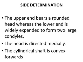 SIDE DETERMINATION
• The upper end bears a rounded
head whereas the lower end is
widely expanded to form two large
condyles.
• The head is directed medially.
• The cylindrical shaft is convex
forwards
 