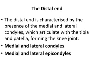 The Distal end
• The distal end is characterised by the
presence of the medial and lateral
condyles, which articulate with the tibia
and patella, forming the knee joint.
• Medial and lateral condyles
• Medial and lateral epicondyles
 