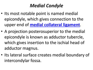 Medial Condyle
• Its most notable point is named medial
epicondyle, which gives connection to the
upper end of medial collateral ligament.
• A projection posterosuperior to the medial
epicondyle is known as adductor tubercle,
which gives insertion to the ischial head of
adductor magnus.
• Its lateral surface creates medial boundary of
intercondylar fossa.
 