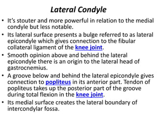 Lateral Condyle
• It’s stouter and more powerful in relation to the medial
condyle but less notable.
• Its lateral surface presents a bulge referred to as lateral
epicondyle which gives connection to the fibular
collateral ligament of the knee joint.
• Smooth opinion above and behind the lateral
epicondyle there is an origin to the lateral head of
gastrocnemius.
• A groove below and behind the lateral epicondyle gives
connection to popliteus in its anterior part. Tendon of
popliteus takes up the posterior part of the groove
during total flexion in the knee joint.
• Its medial surface creates the lateral boundary of
intercondylar fossa.
 