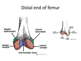 Distal end of femur
 
