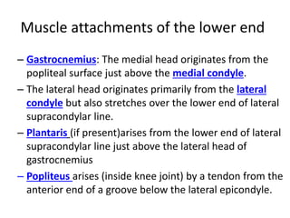 Muscle attachments of the lower end
– Gastrocnemius: The medial head originates from the
popliteal surface just above the medial condyle.
– The lateral head originates primarily from the lateral
condyle but also stretches over the lower end of lateral
supracondylar line.
– Plantaris (if present)arises from the lower end of lateral
supracondylar line just above the lateral head of
gastrocnemius
– Popliteus arises (inside knee joint) by a tendon from the
anterior end of a groove below the lateral epicondyle.
 