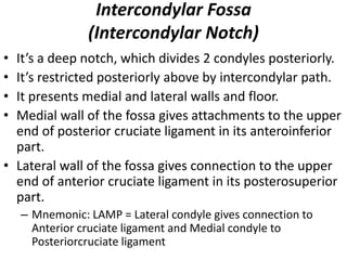 Intercondylar Fossa
(Intercondylar Notch)
• It’s a deep notch, which divides 2 condyles posteriorly.
• It’s restricted posteriorly above by intercondylar path.
• It presents medial and lateral walls and floor.
• Medial wall of the fossa gives attachments to the upper
end of posterior cruciate ligament in its anteroinferior
part.
• Lateral wall of the fossa gives connection to the upper
end of anterior cruciate ligament in its posterosuperior
part.
– Mnemonic: LAMP = Lateral condyle gives connection to
Anterior cruciate ligament and Medial condyle to
Posteriorcruciate ligament
 