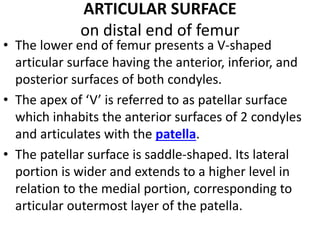 ARTICULAR SURFACE
on distal end of femur
• The lower end of femur presents a V-shaped
articular surface having the anterior, inferior, and
posterior surfaces of both condyles.
• The apex of ‘V’ is referred to as patellar surface
which inhabits the anterior surfaces of 2 condyles
and articulates with the patella.
• The patellar surface is saddle-shaped. Its lateral
portion is wider and extends to a higher level in
relation to the medial portion, corresponding to
articular outermost layer of the patella.
 