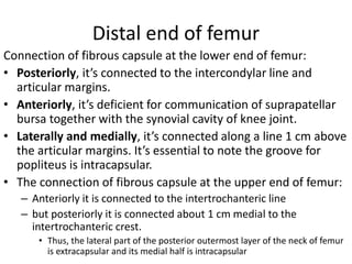 Distal end of femur
Connection of fibrous capsule at the lower end of femur:
• Posteriorly, it’s connected to the intercondylar line and
articular margins.
• Anteriorly, it’s deficient for communication of suprapatellar
bursa together with the synovial cavity of knee joint.
• Laterally and medially, it’s connected along a line 1 cm above
the articular margins. It’s essential to note the groove for
popliteus is intracapsular.
• The connection of fibrous capsule at the upper end of femur:
– Anteriorly it is connected to the intertrochanteric line
– but posteriorly it is connected about 1 cm medial to the
intertrochanteric crest.
• Thus, the lateral part of the posterior outermost layer of the neck of femur
is extracapsular and its medial half is intracapsular
 