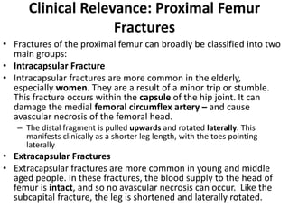 Clinical Relevance: Proximal Femur
Fractures
• Fractures of the proximal femur can broadly be classified into two
main groups:
• Intracapsular Fracture
• Intracapsular fractures are more common in the elderly,
especially women. They are a result of a minor trip or stumble.
This fracture occurs within the capsule of the hip joint. It can
damage the medial femoral circumflex artery – and cause
avascular necrosis of the femoral head.
– The distal fragment is pulled upwards and rotated laterally. This
manifests clinically as a shorter leg length, with the toes pointing
laterally
• Extracapsular Fractures
• Extracapsular fractures are more common in young and middle
aged people. In these fractures, the blood supply to the head of
femur is intact, and so no avascular necrosis can occur. Like the
subcapital fracture, the leg is shortened and laterally rotated.
 