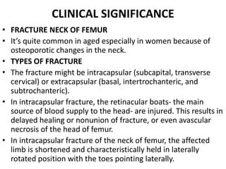 CLINICAL SIGNIFICANCE
• FRACTURE NECK OF FEMUR
• It’s quite common in aged especially in women because of
osteoporotic changes in the neck.
• TYPES OF FRACTURE
• The fracture might be intracapsular (subcapital, transverse
cervical) or extracapsular (basal, intertrochanteric, and
subtrochanteric).
• In intracapsular fracture, the retinacular boats- the main
source of blood supply to the head- are injured. This results in
delayed healing or nonunion of fracture, or even avascular
necrosis of the head of femur.
• In intracapsular fracture of the neck of femur, the affected
limb is shortened and characteristically held in laterally
rotated position with the toes pointing laterally.
 