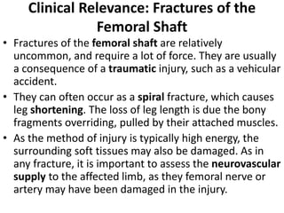 Clinical Relevance: Fractures of the
Femoral Shaft
• Fractures of the femoral shaft are relatively
uncommon, and require a lot of force. They are usually
a consequence of a traumatic injury, such as a vehicular
accident.
• They can often occur as a spiral fracture, which causes
leg shortening. The loss of leg length is due the bony
fragments overriding, pulled by their attached muscles.
• As the method of injury is typically high energy, the
surrounding soft tissues may also be damaged. As in
any fracture, it is important to assess the neurovascular
supply to the affected limb, as they femoral nerve or
artery may have been damaged in the injury.
 