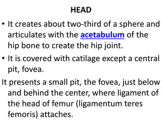 HEAD
• It creates about two-third of a sphere and
articulates with the acetabulum of the
hip bone to create the hip joint.
• It is covered with catilage except a central
pit, fovea.
It presents a small pit, the fovea, just below
and behind the center, where ligament of
the head of femur (ligamentum teres
femoris) attaches.
 