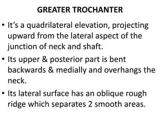 GREATER TROCHANTER
• It’s a quadrilateral elevation, projecting
upward from the lateral aspect of the
junction of neck and shaft.
• Its upper & posterior part is bent
backwards & medially and overhangs the
neck.
• Its lateral surface has an oblique rough
ridge which separates 2 smooth areas.
 