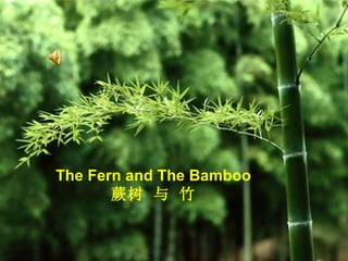 The Fern and The Bamboo  蕨树 与 竹 