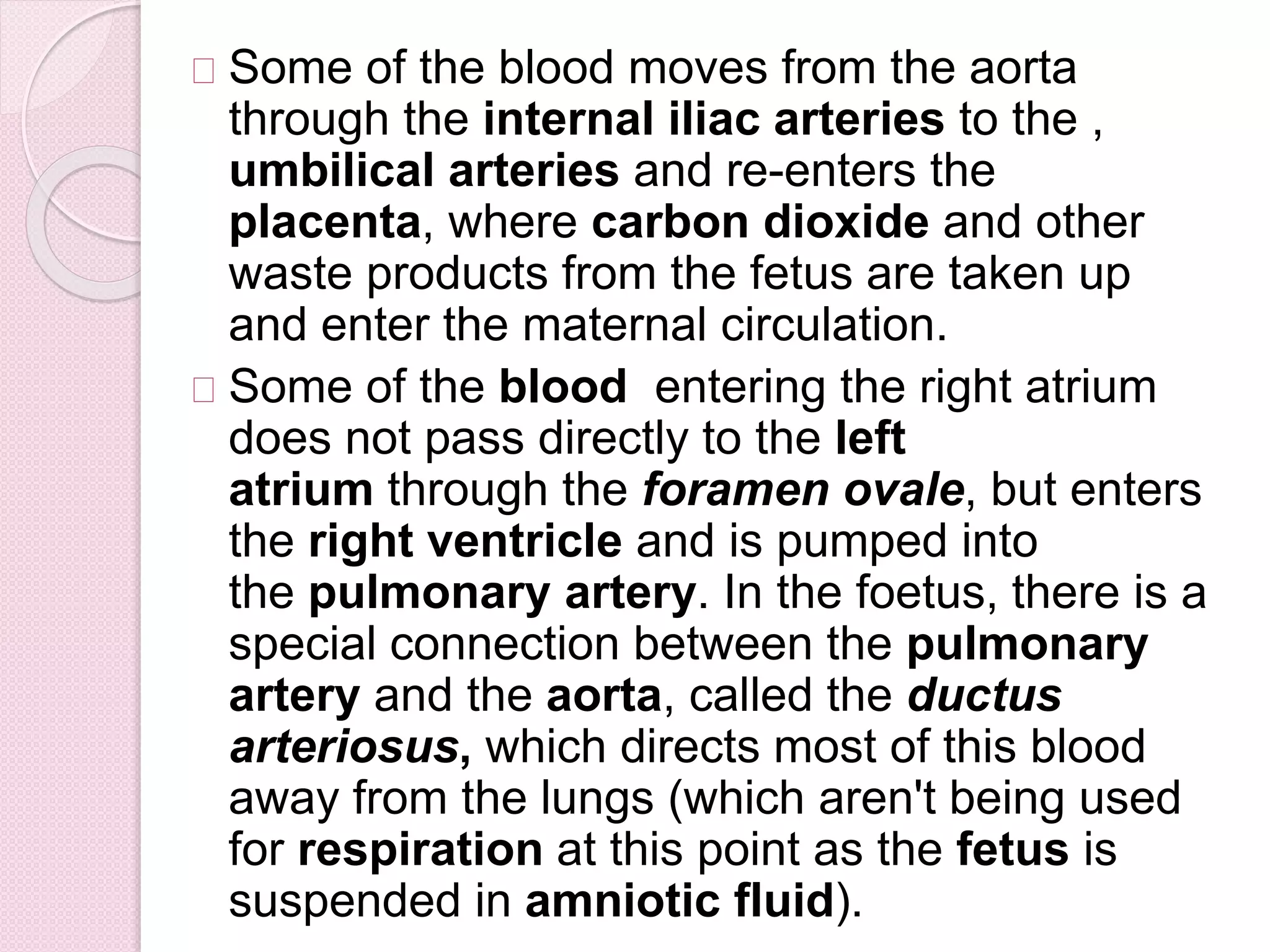 Some of the blood moves from the aorta
through the internal iliac arteries to the ,
umbilical arteries and re-enters the
placenta, where carbon dioxide and other
waste products from the fetus are taken up
and enter the maternal circulation.
Some of the blood entering the right atrium
does not pass directly to the left
atrium through the foramen ovale, but enters
the right ventricle and is pumped into
the pulmonary artery. In the foetus, there is a
special connection between the pulmonary
artery and the aorta, called the ductus
arteriosus, which directs most of this blood
away from the lungs (which aren't being used
for respiration at this point as the fetus is
suspended in amniotic fluid).
 
