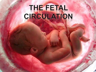 The fetal circulation