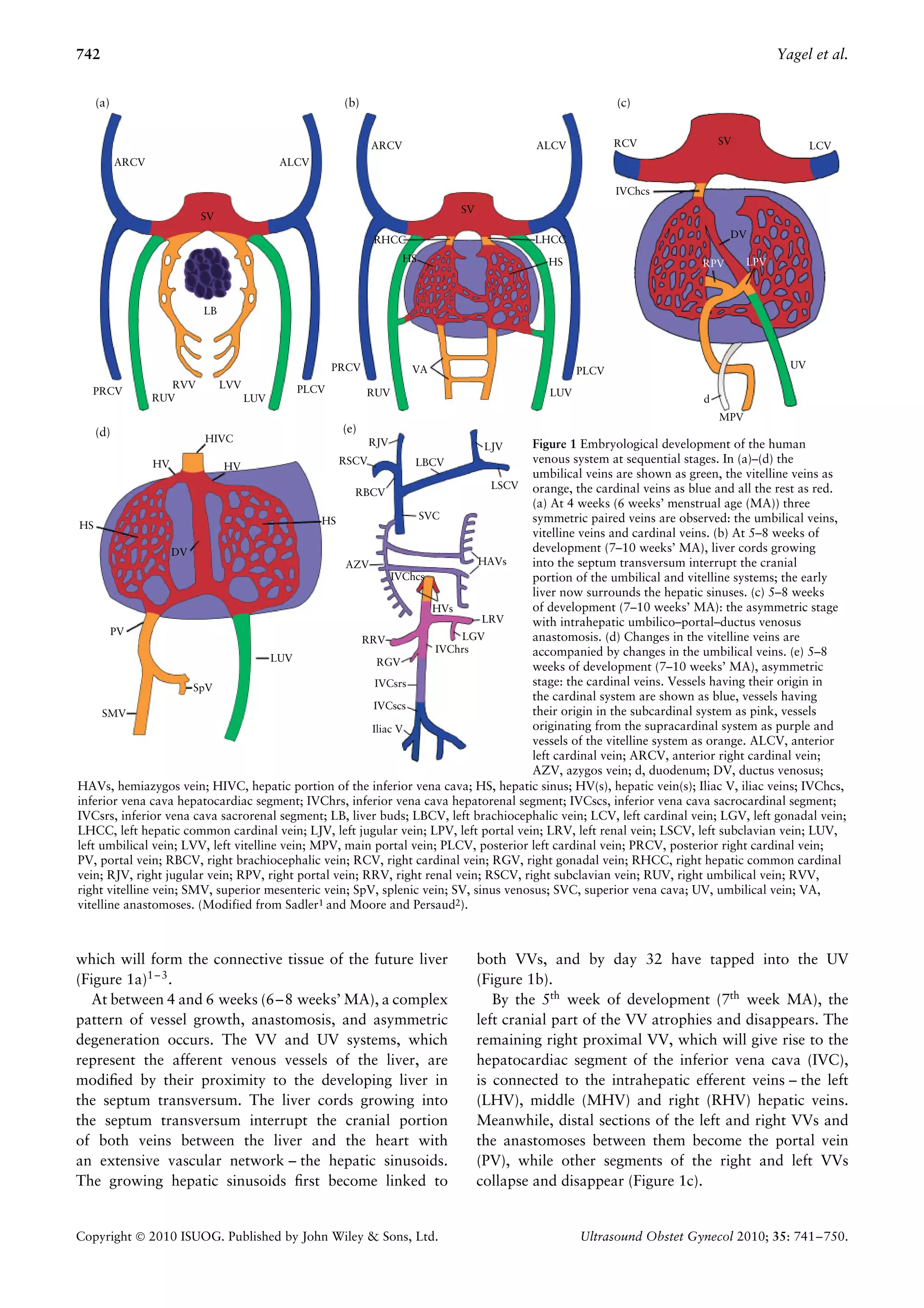 The fetal venous system part i | PDF
