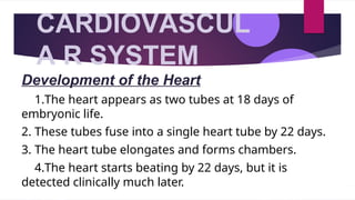 CARDIOVASCUL
A R SYSTEM
Development of the Heart
1.The heart appears as two tubes at 18 days of
embryonic life.
2. These tubes fuse into a single heart tube by 22 days.
3. The heart tube elongates and forms chambers.
4.The heart starts beating by 22 days, but it is
detected clinically much later.
 