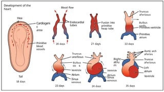 Development of the
heart
Hea
d
Tail
18 days
Cardiogeni
c
area
Primitive
blood
vessels
Blood flow
20 days
23 days
Endocardial
tubes
Truncus
anerlosus
Bulbus
Ventricle
Atrium
venosus
21 days
24 days
Fusion into
primitive
heap tube
Right
atriu
m
Ventricle
Atrium
venosus
22 days
35 days
Truncus
aFeriosus
—
Bulbus
cordis
atrium
Aortic arch
aFeries
Truncus
aFeriosus
Leh
atrium
Ventricle
 