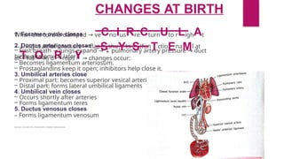 1. Foramen ovale closes
2. Ductus arteriosus closes
– First breath → lungs expand → ↓ pulmonary artery pressure → duct
constricts.
– Becomes ligamentum arteriosum.
– Prostaglandins keep it open; inhibitors help close it.
3. Umbilical arteries close
– Proximal part: becomes superior vesical arteries
– Distal part: forms lateral umbilical ligaments
4. Umbilical vein closes
– Occurs shortly after arteries
– Forms ligamentum teres
5. Ductus venosus closes
– Forms ligamentum venosum
-
--
If you want, I can make it into a flowchart, table, or ultra-short 1-slide summary too.
CHANGES AT BIRTH
When the cord is clamped → veCnoIusRreCturnUto rLighAt
atTriuOm dRropsY→ changes occur:
– ↓ Right atrial pressure → flapSshuYts S(funTctioEnaMl at
birth; anatomical later).
 