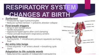 RESPIRATORY SYSTEM
–CHANGES AT BIRTH
Surfactant
– Produced by Type II pneumocytes
– Reduces surface tension → prevents alveolar collapse
First breath triggers
– Drop in skin temperature
– Tactile stimulation
– Hypoxia & hypercapnia after cord clamping
– These activate brainstem respiratory centers
Lung fluid removal
– During birth, ↑ intrathoracic pressure squeezes out lung
fluid
Air entry into lungs
– Chest expands → air enters alveoli → breathing cycle
starts
Adaptation to life outside womb
– Baby becomes capable of independent extrauterine
 