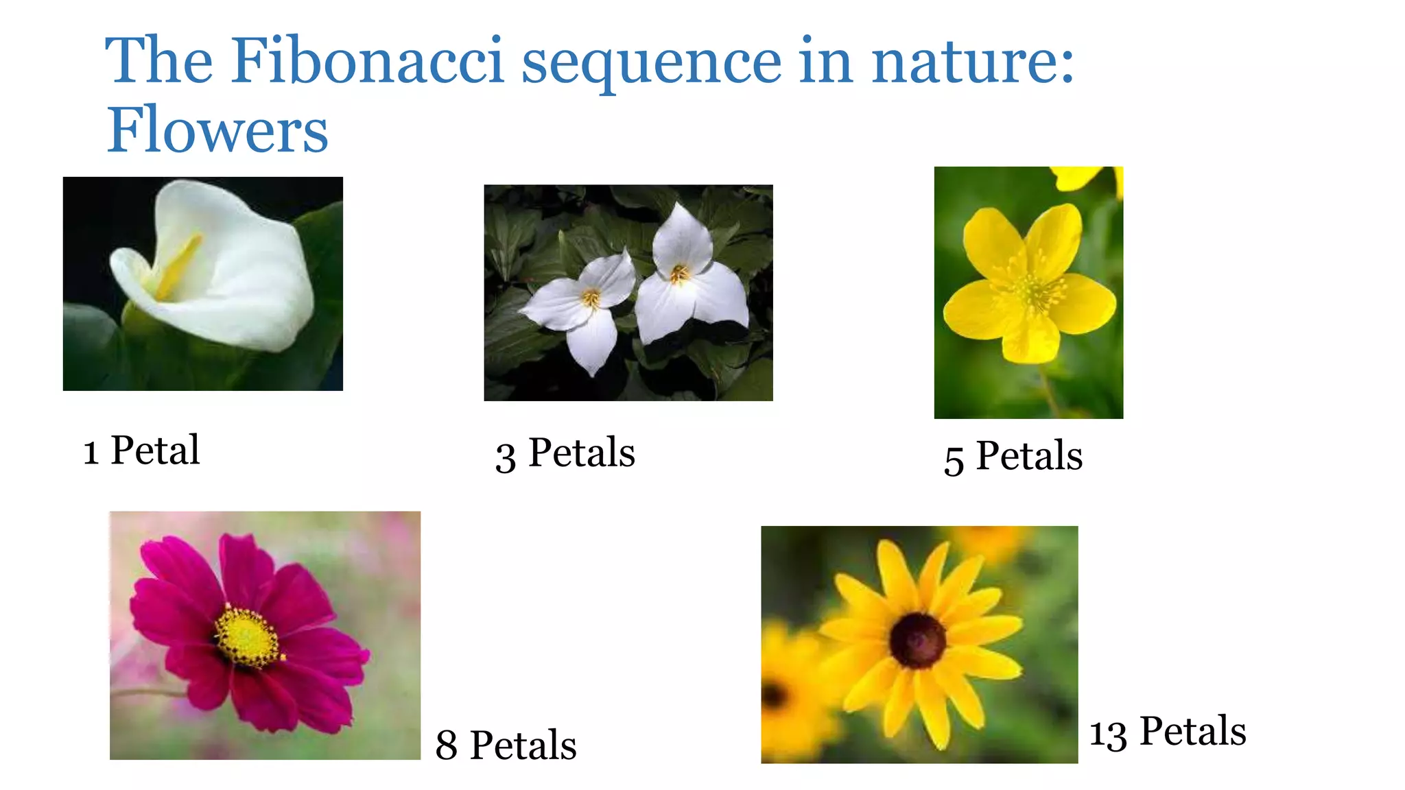 The Fibonacci sequence in nature:
Flowers
1 Petal 5 Petals3 Petals
8 Petals 13 Petals