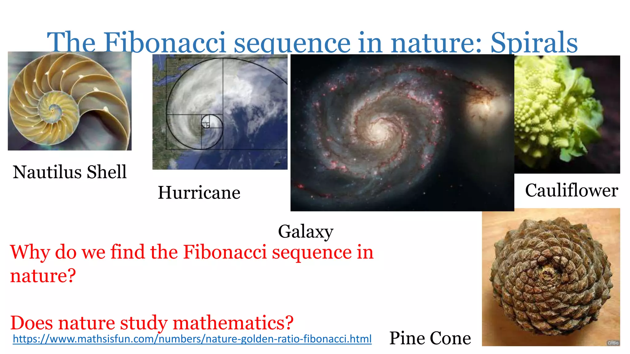 The Fibonacci sequence in nature: Spirals
Nautilus Shell
Cauliflower
Pine Conehttps://www.mathsisfun.com/numbers/nature-golden-ratio-fibonacci.html
Why do we find the Fibonacci sequence in
nature?
Does nature study mathematics?
Hurricane
Galaxy