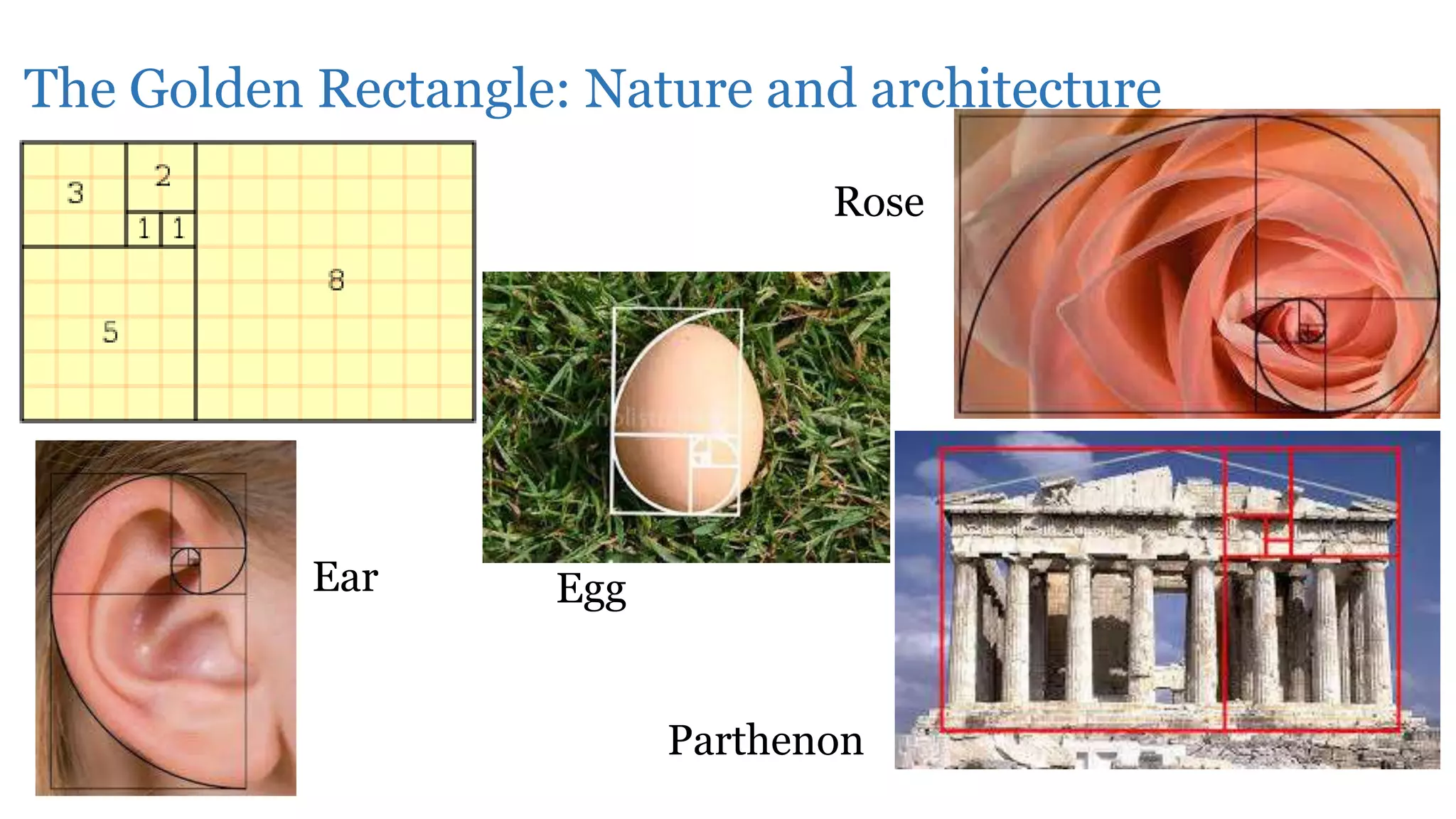 The Golden Rectangle: Nature and architecture
Ear Egg
Rose
Parthenon