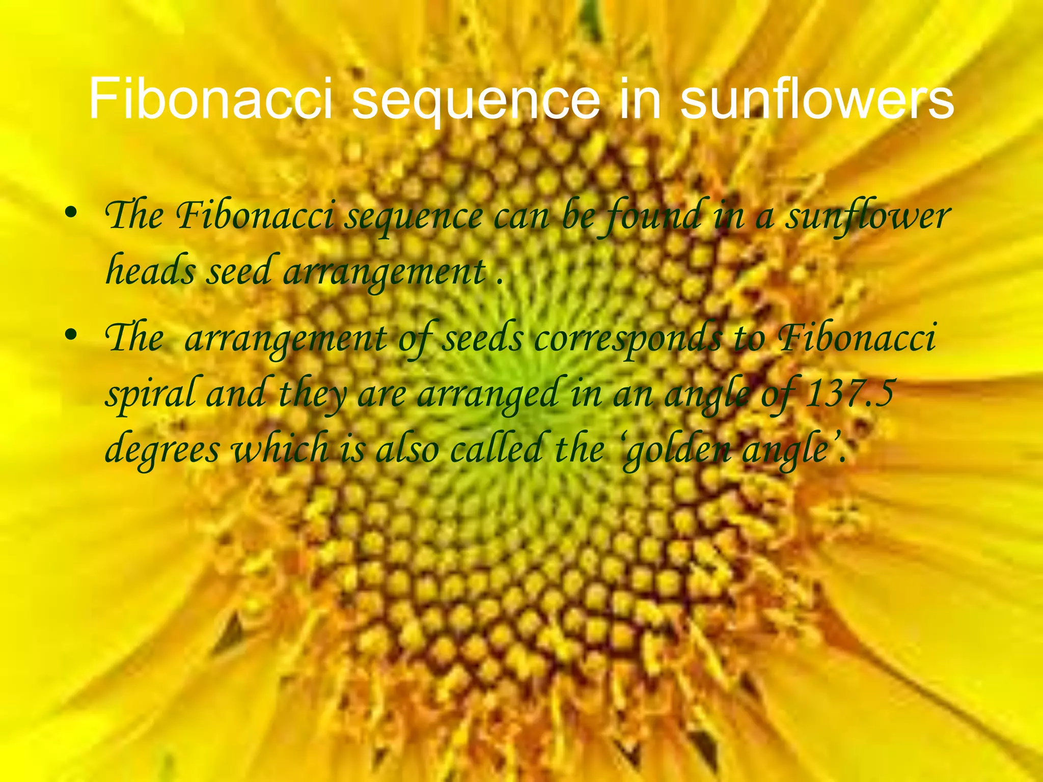 Fibonacci sequence in sunflowers
• The Fibonacci sequence can be found in a sunflower
heads seed arrangement .
• The arrangement of seeds corresponds to Fibonacci
spiral and they are arranged in an angle of 137.5
degrees which is also called the ‘golden angle’.
 