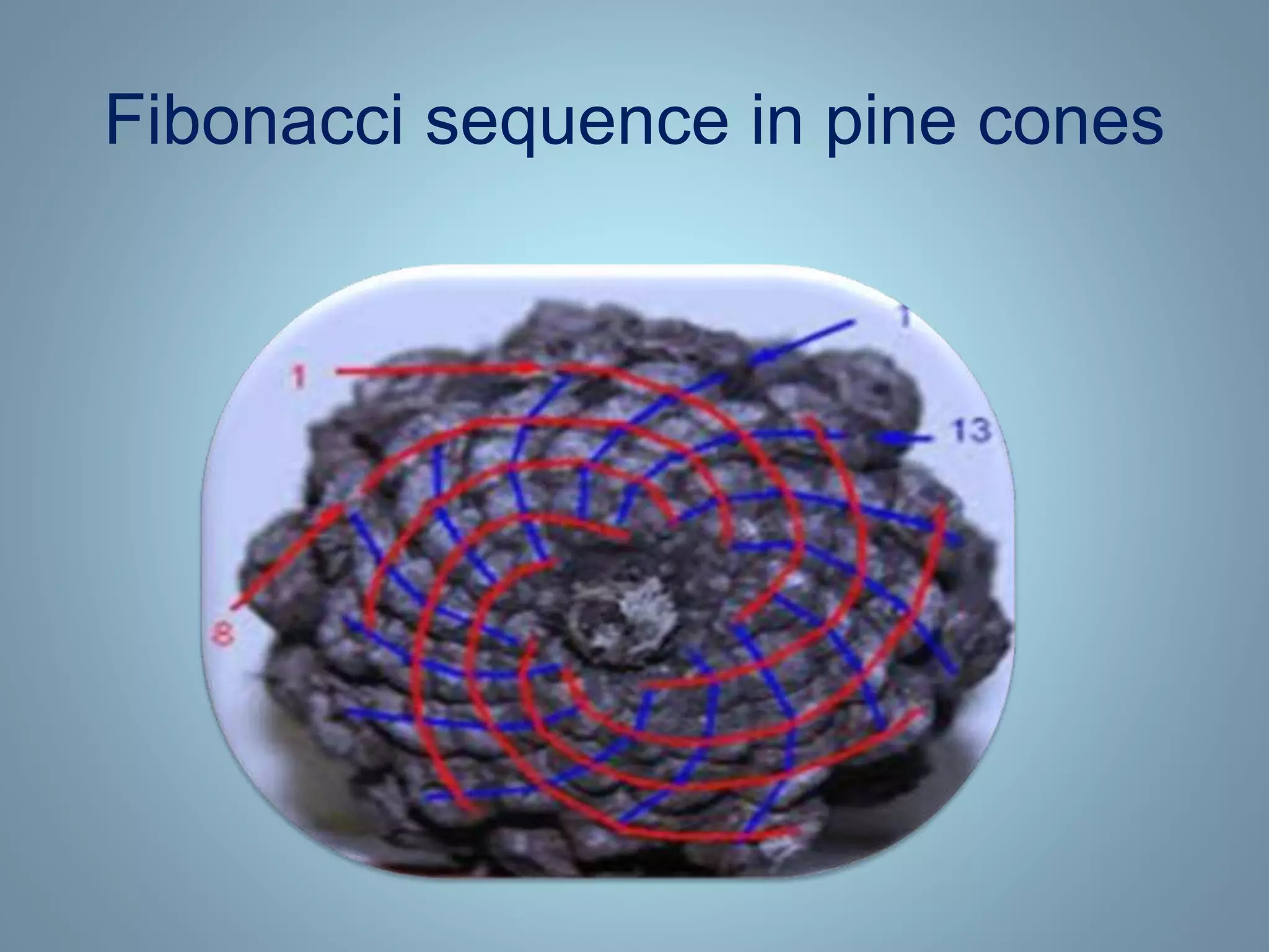 The fibonacci sequence | PPT