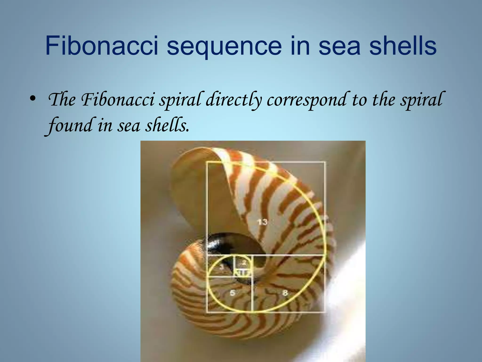 The fibonacci sequence | PPTX | Physics | Science