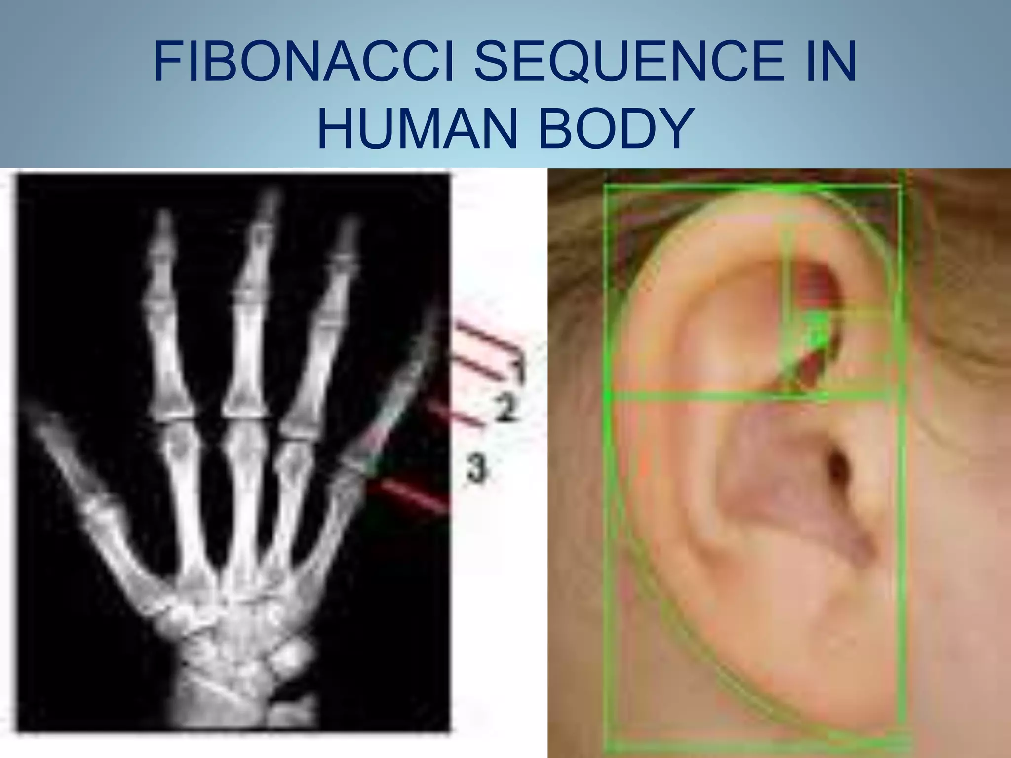 FIBONACCI SEQUENCE IN
HUMAN BODY
 