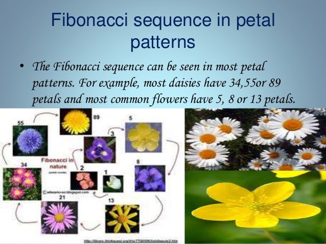 The fibonacci sequence