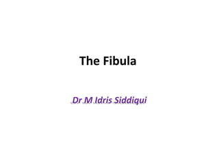 The Fibula
Dr M Idris Siddiqui
 