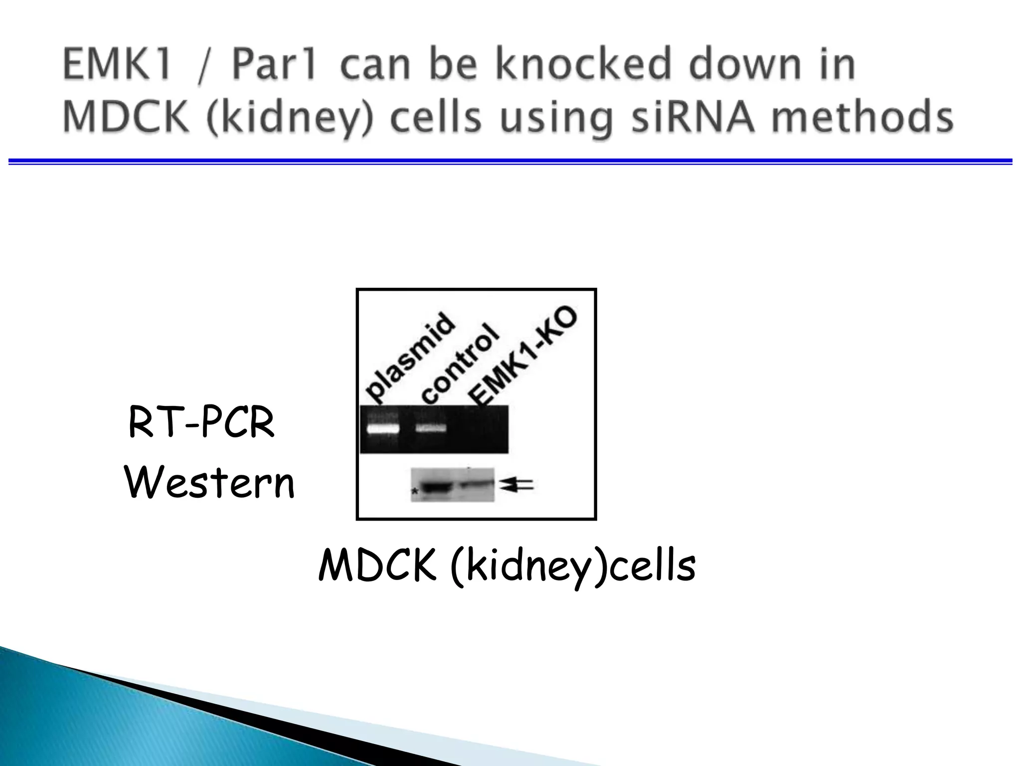 RT-PCR
Western
MDCK (kidney)cells
 