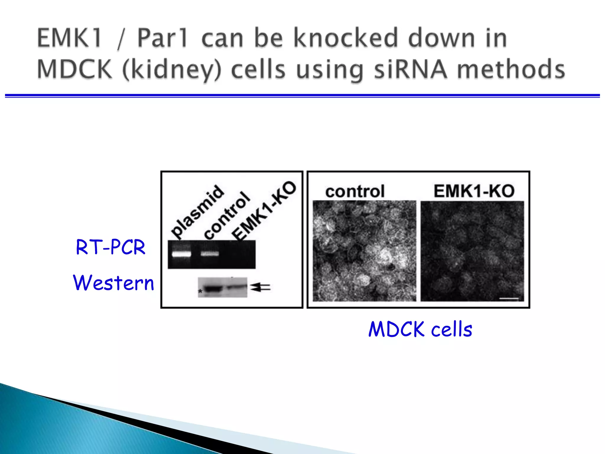 RT-PCR
Western
MDCK cells
 