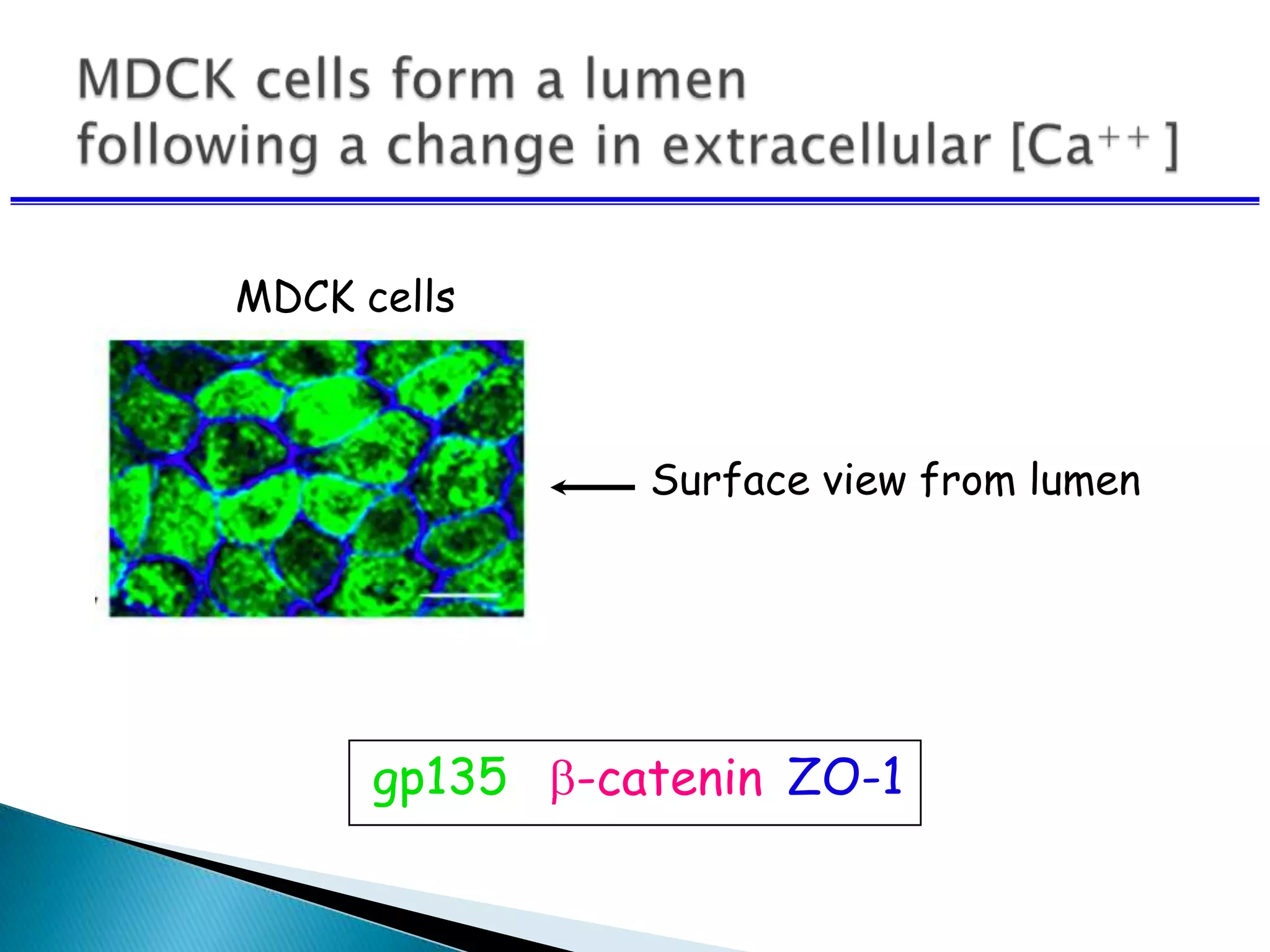 MDCK cells
Surface view from lumen
gp135 -catenin ZO-1
 