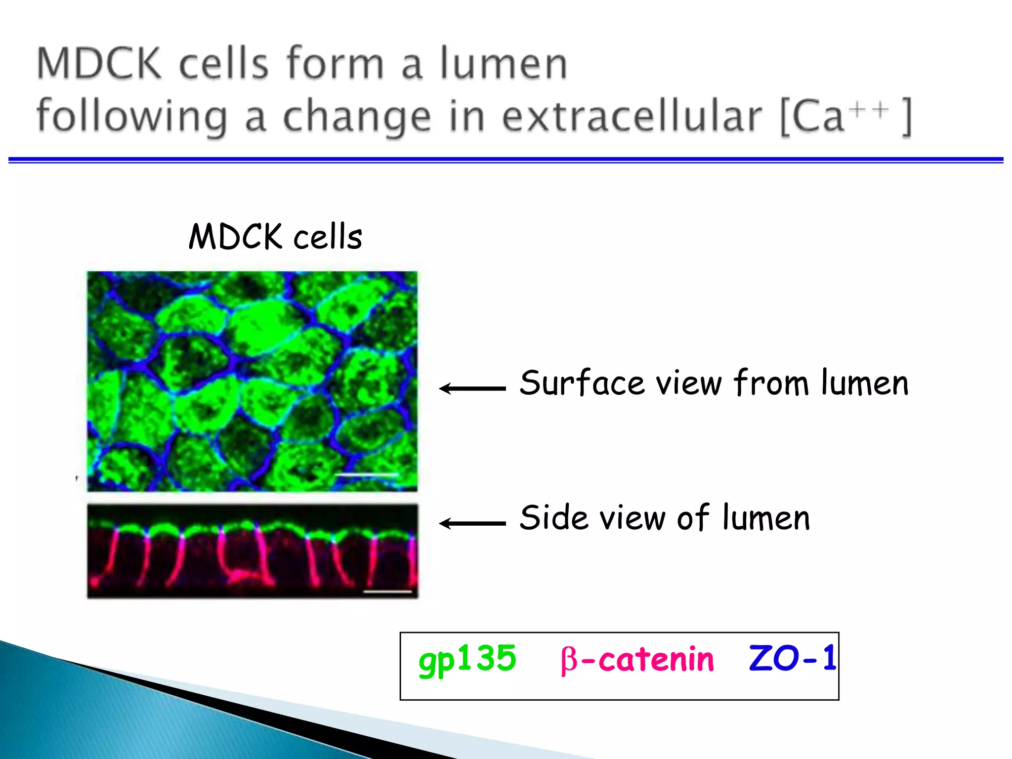 gp135 -catenin ZO-1
Surface view from lumen
Side view of lumen
MDCK cells
 