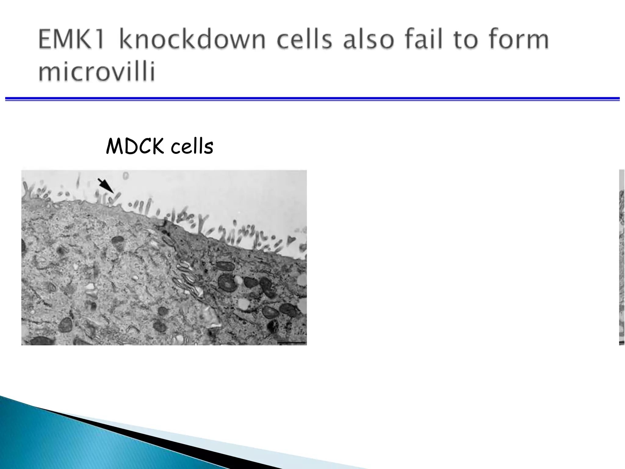 MDCK cells EMK1 knockdown
 