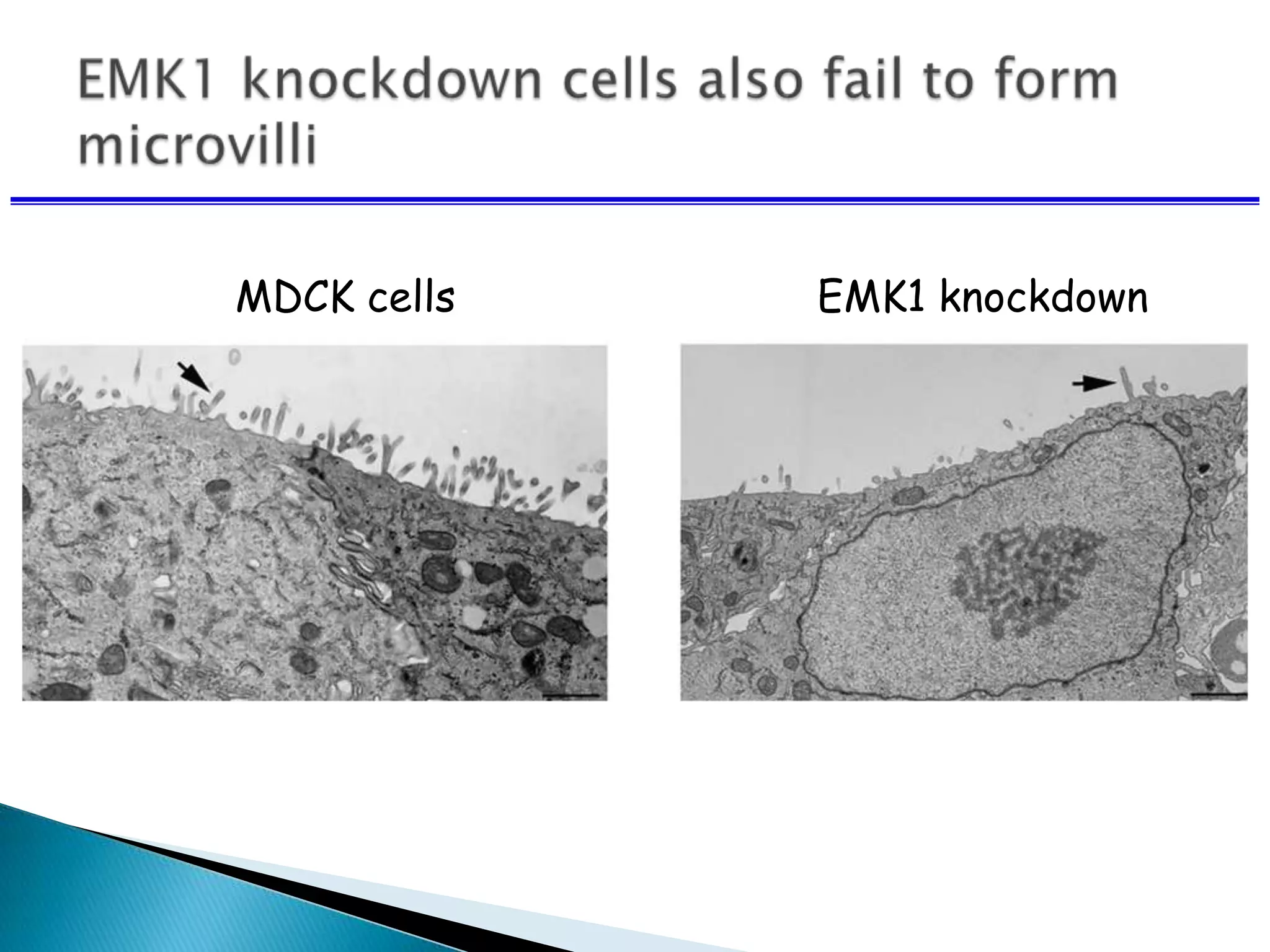 MDCK cells EMK1 knockdown
 