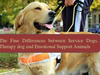 The Fine Differences between Service Dogs,
Therapy dog and Emotional Support Animals
 